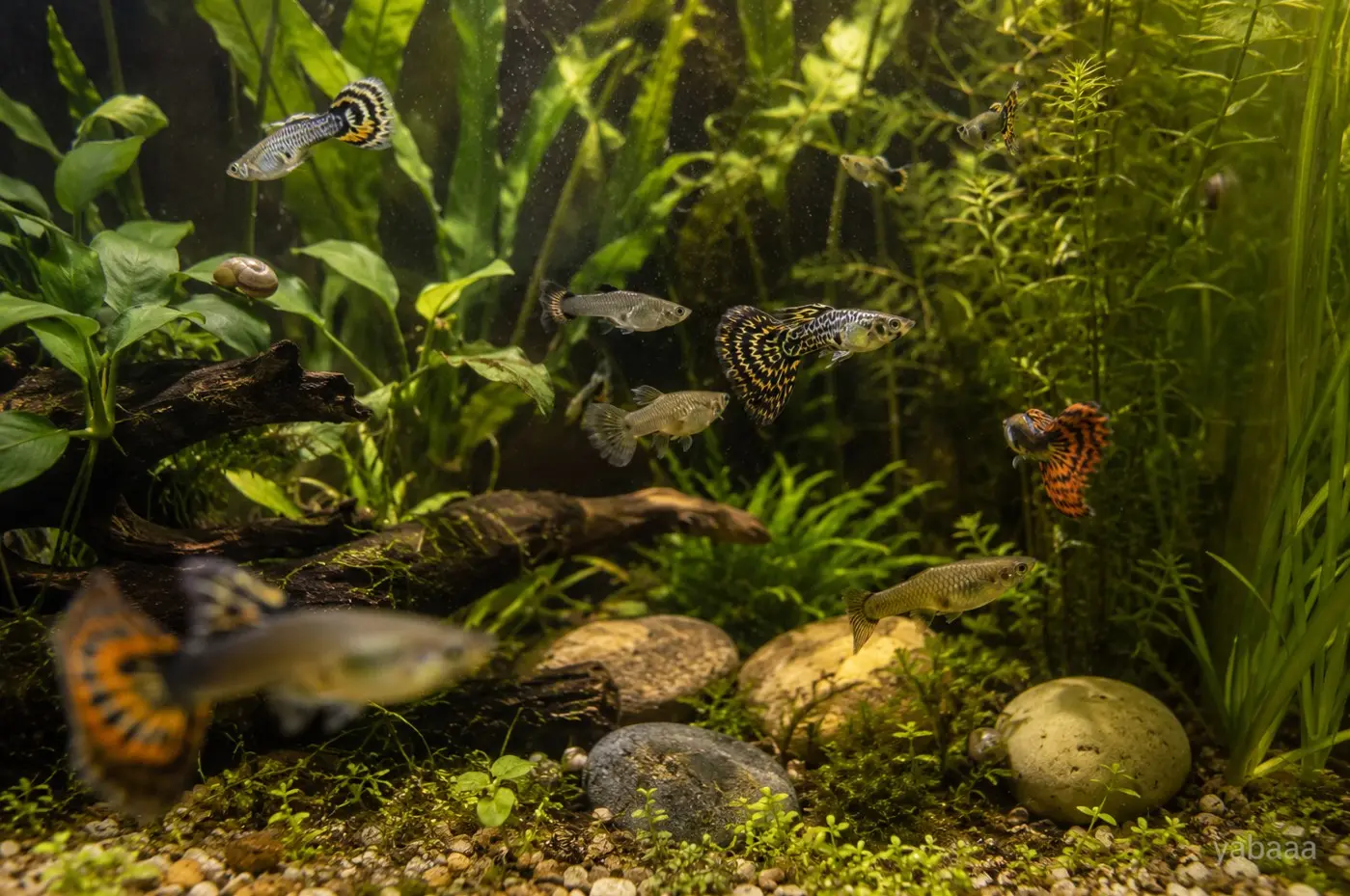 Skupina gupijev v ozelenjenem akvariju