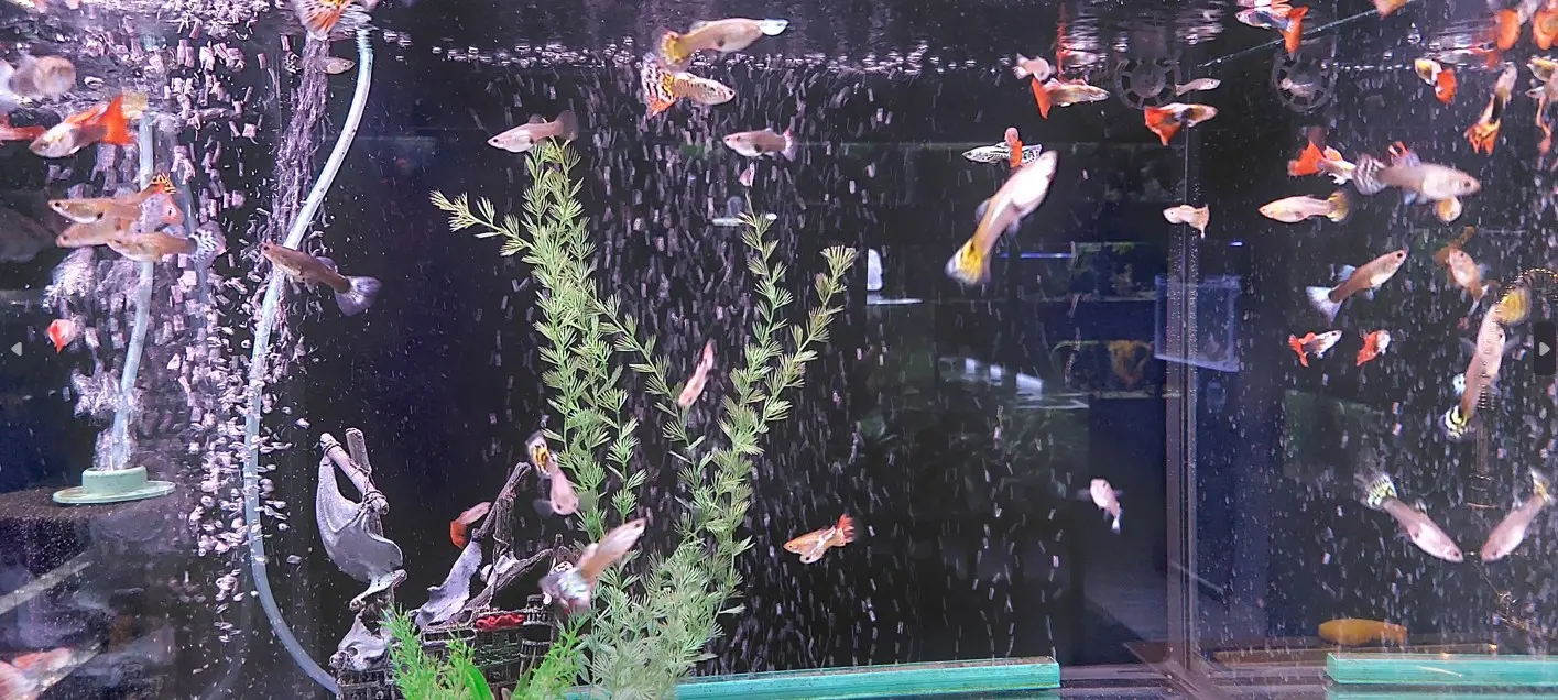 Gupi v akvariju z rastlinami