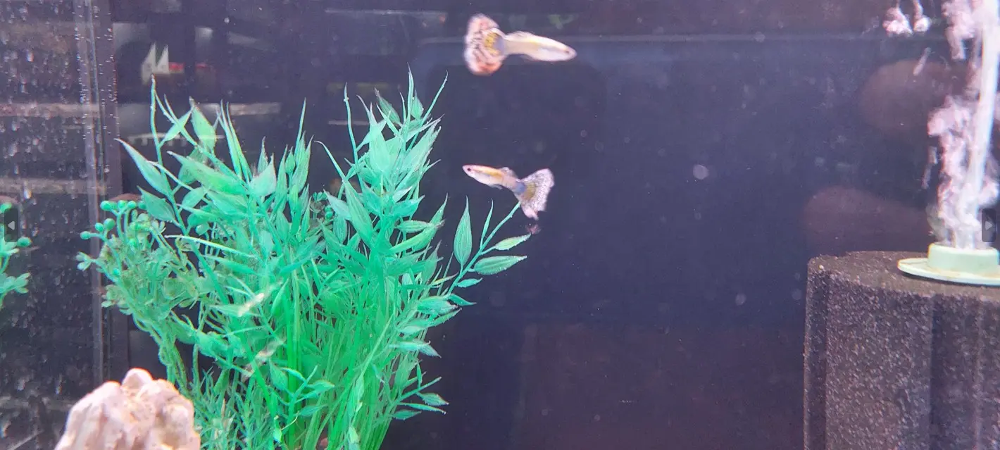 Gupi v akvariju z gosto zelenim rastlinjem