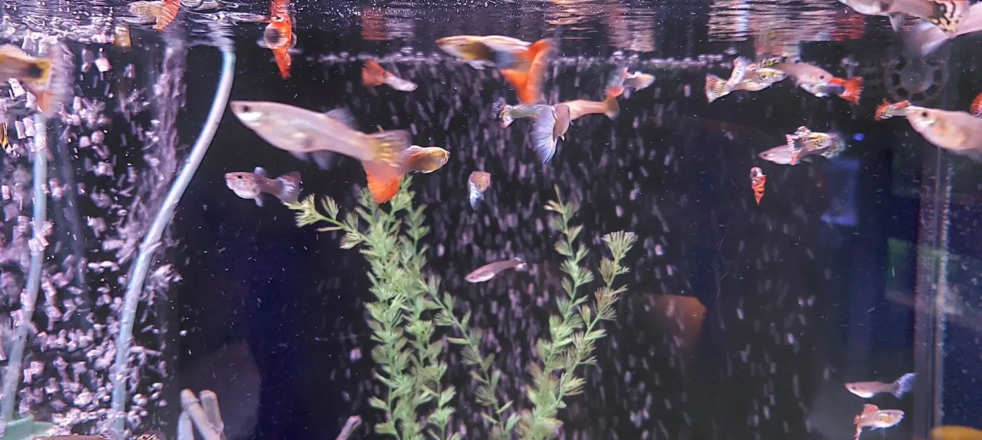 Kolonija mešanih gupi v akvariju z mehurčki