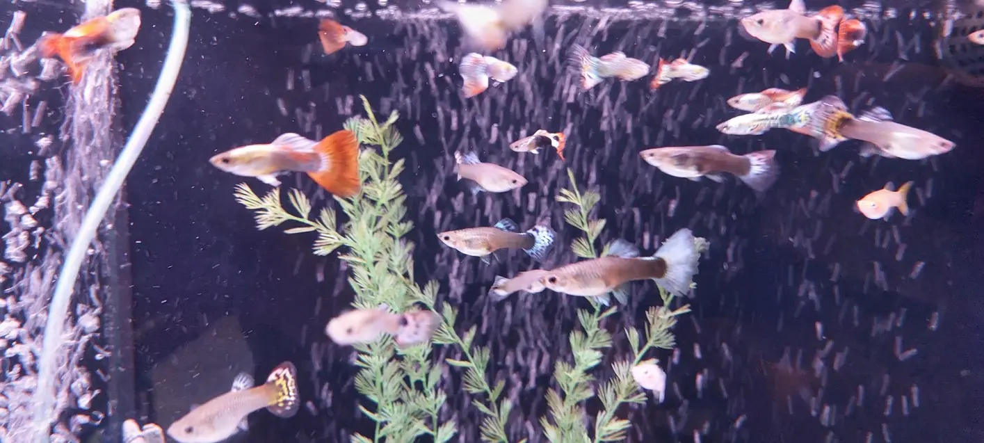 Mešana kolonija gupi v akvariju z rastlinami