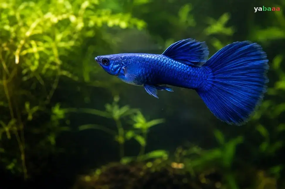 Moscow blue gupi z močno kovinsko barvo
