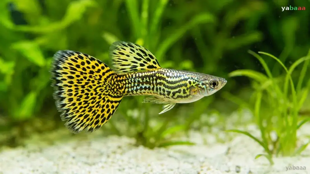 Rumeni leopardji gupi z močnimi črnimi pikami na rumenem repu