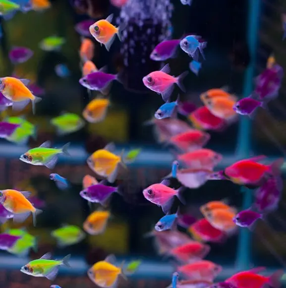 Raznolikost šarenih ukrasnih ribica uključujući tetre