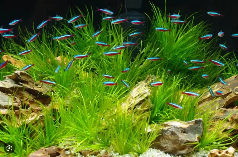 Jato neonki koje pliva među zelenim biljkama