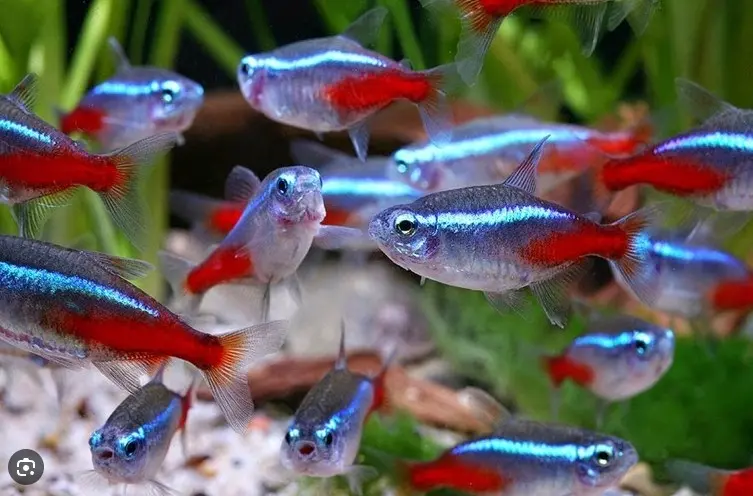 Neonke s njihovim karakterističnim plavim i crvenim obojenjem