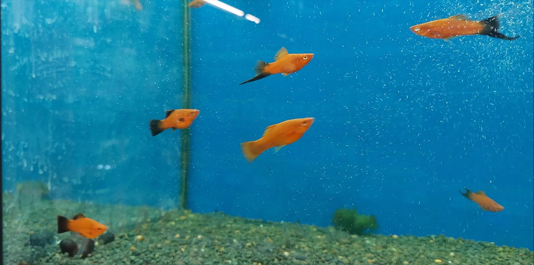 Akvarij z rdečimi okrasnimi ribami mečaricami – Xypho (heleri)