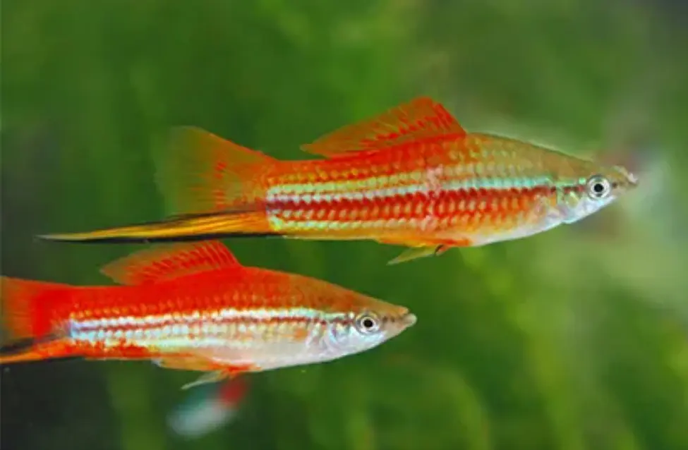 Par mečarjev z različno obarvanostjo