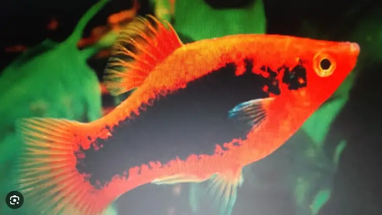 Rdeč mečar s črno obarvanostjo telesa