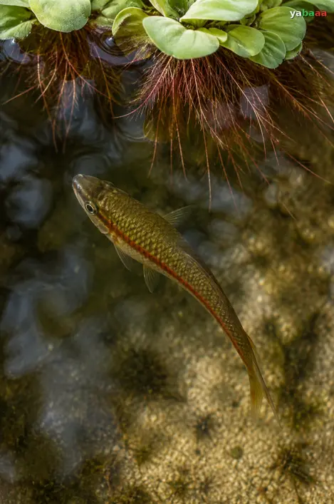 Див мечоносец Xiphophorus hellerii под корените на плаваща водна леща в естествен водоем
