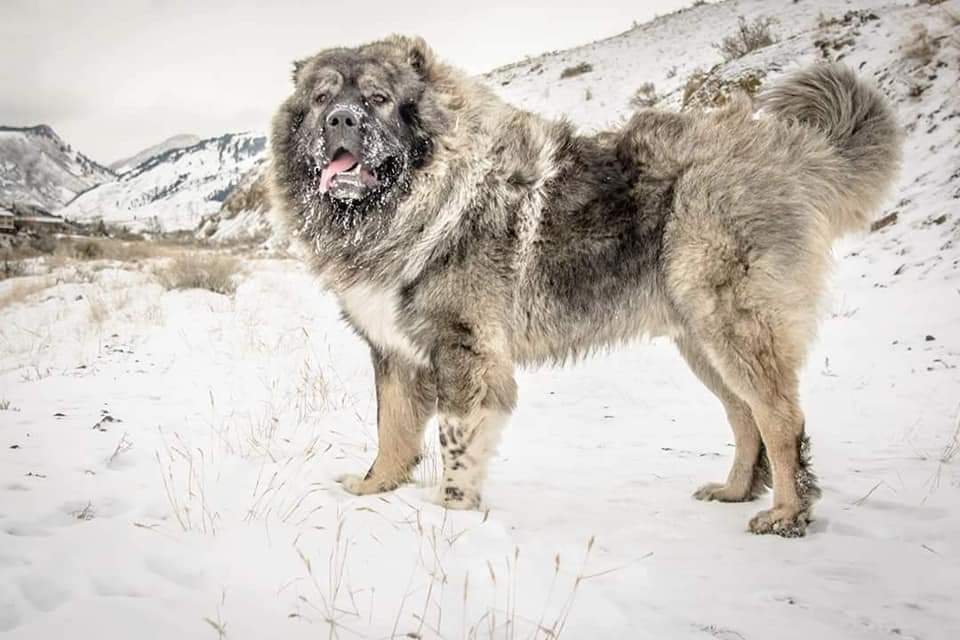 Kaukasisk herdehund