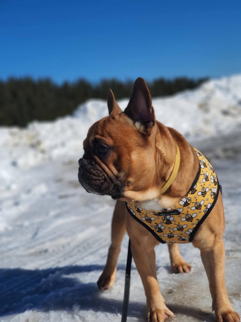 Französische Bulldogge und Schnee