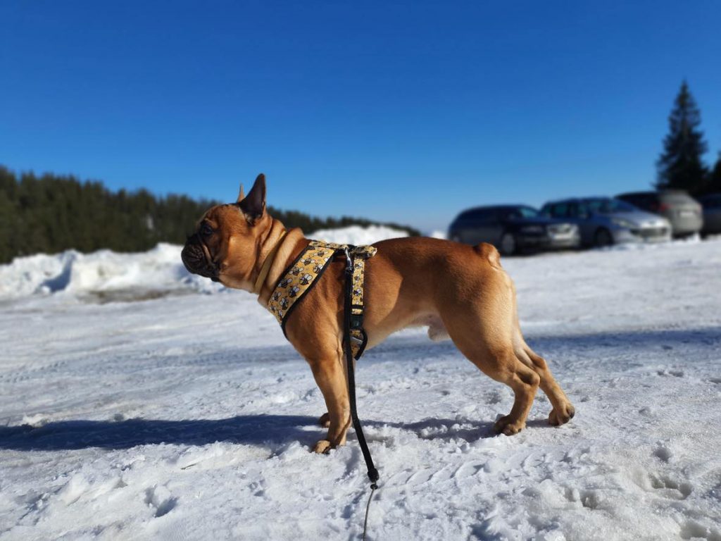 Bulldog francés en invierno