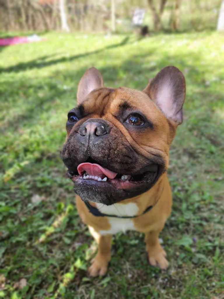 Il volto del bulldog francese