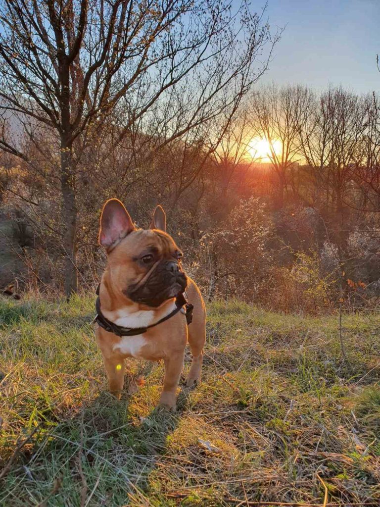 Bulldog francez în pădure