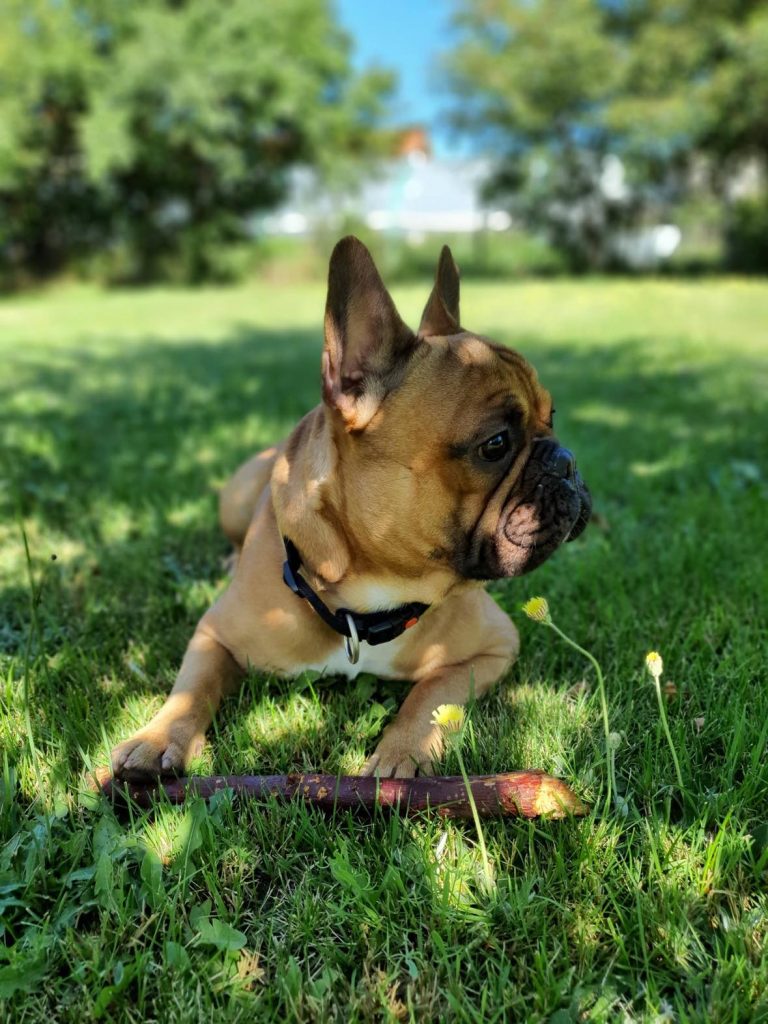 Französische Bulldogge, die auf dem Gras liegt