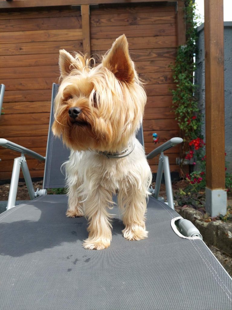 Appearance of Yorkshire Terriers