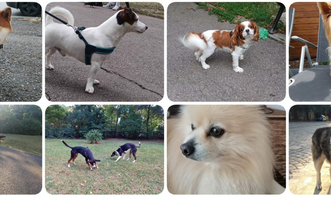 犬種と犬の写真
