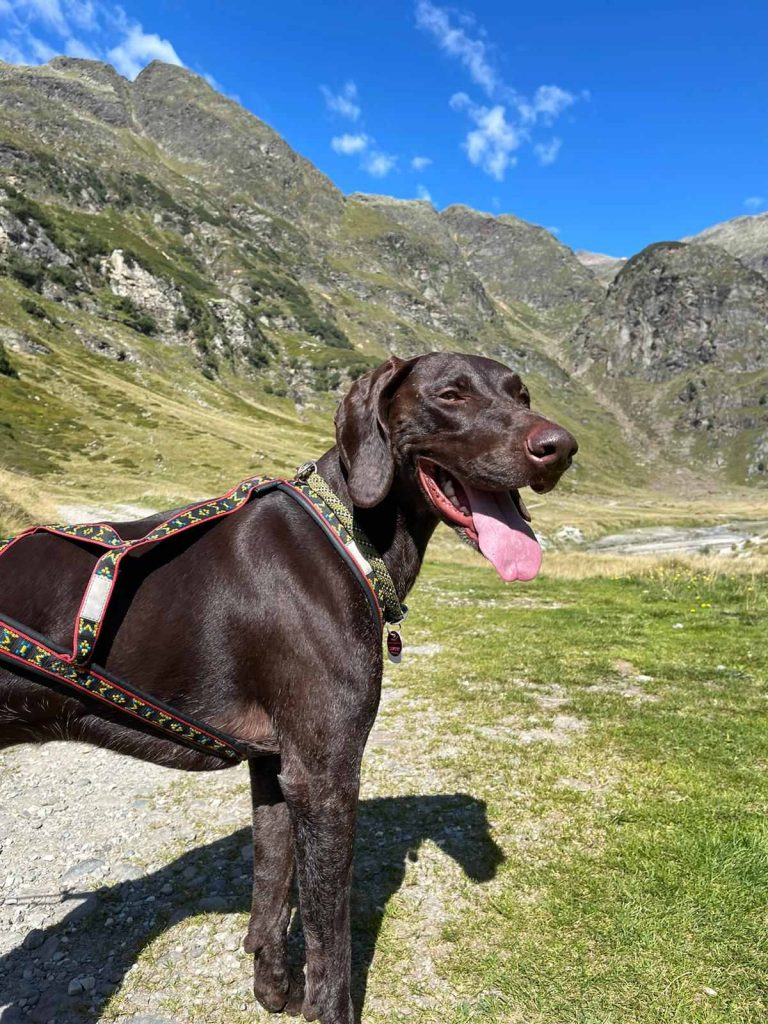 German Shorthaired Pointer in the mountains