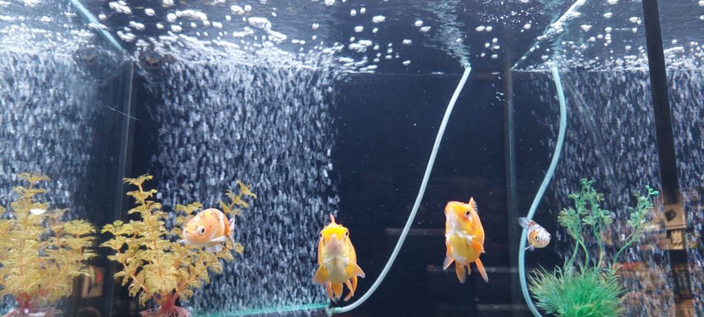 Akvarium för guldfiskar