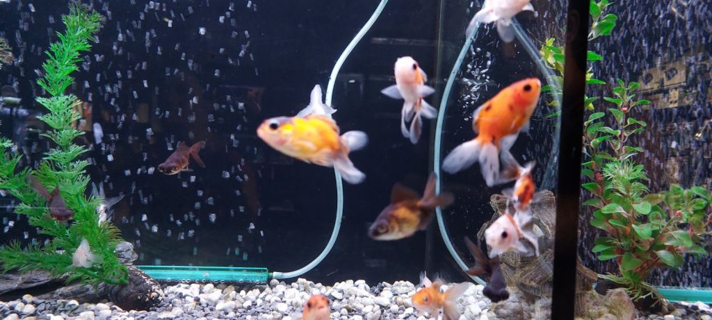 Goldfish peces ornamentales