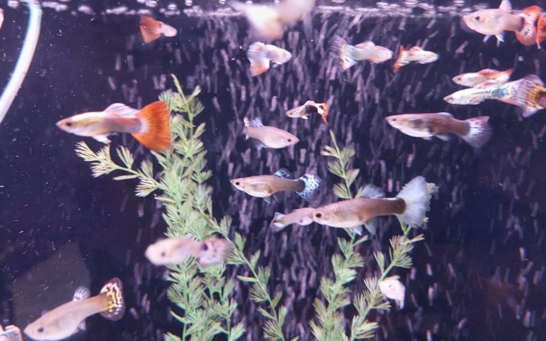 Guppy Fisch – Poecilia reticulata