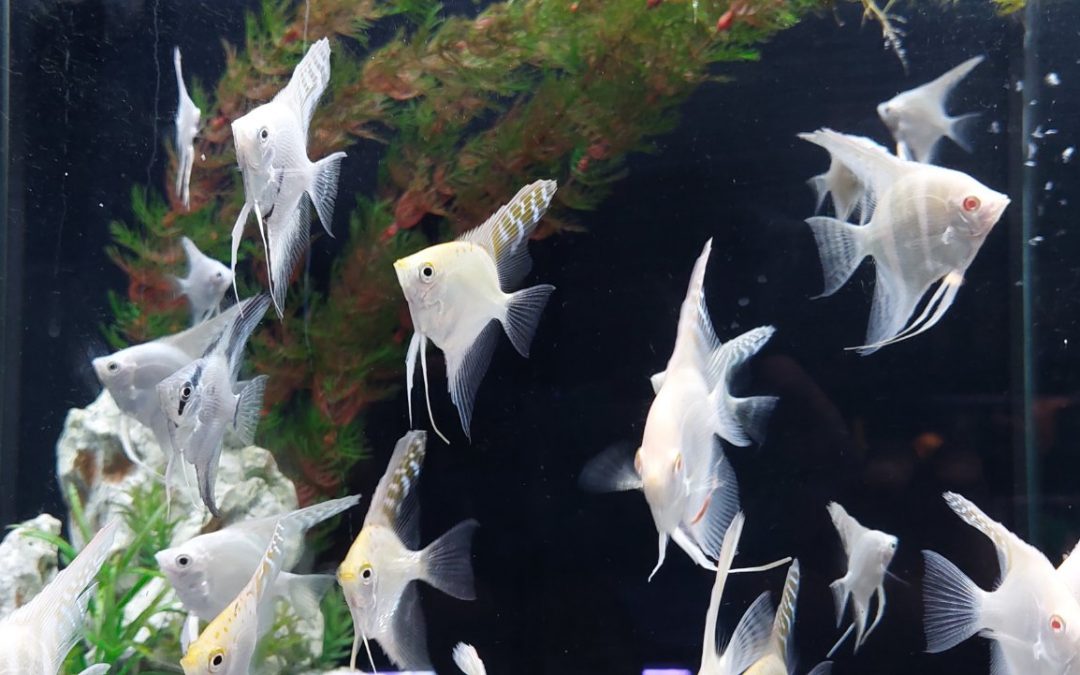 rybki Skalary – Pterophyllum scalare