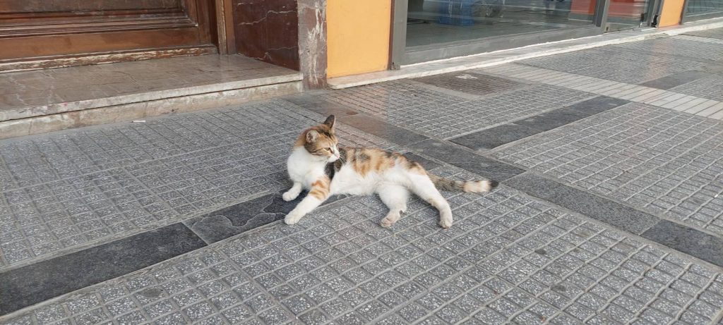 улична котка
