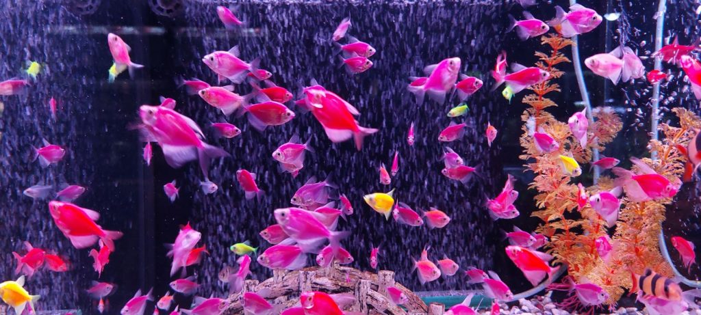 Zierfische Aquarium Fische Bilder