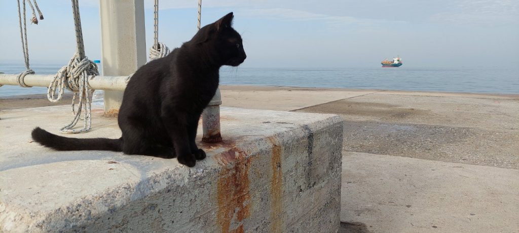 schwarze Katze am Ufer