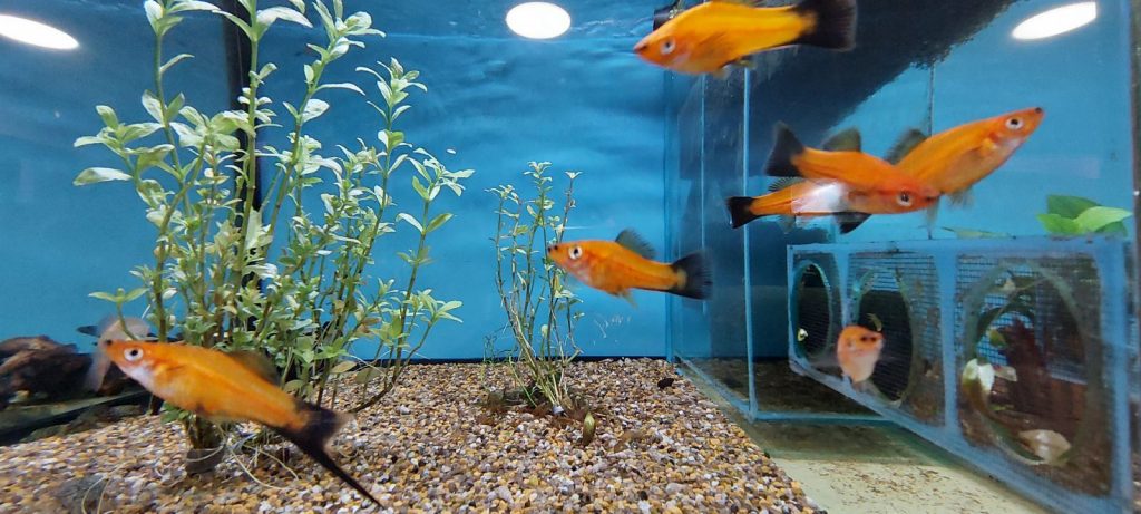 Schwertträger Fische in einem Aquarium