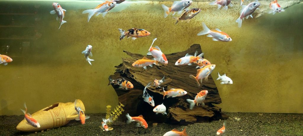 много златни рибки в аквариум