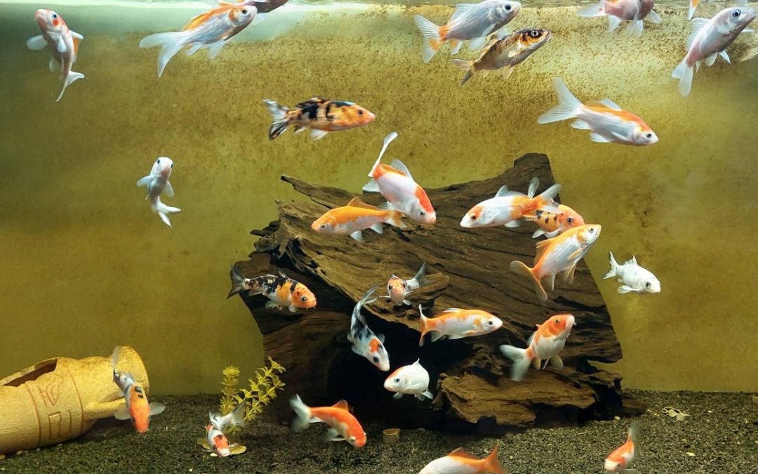 Златни рибки – Carassius auratus (златна рибка)