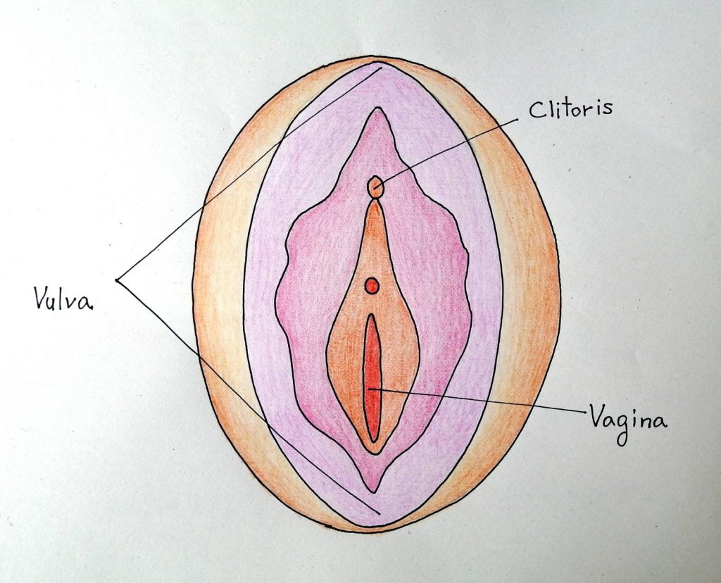 Vagina , Scheide, Vulva, Clitoris
