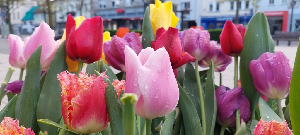 Тюльпани - Tulipa
