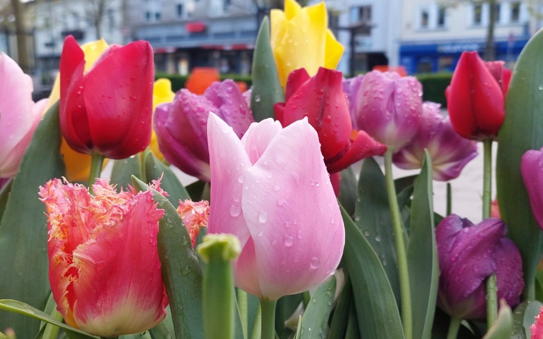 Die Tulpen (Tulipa) – Ein botanisches Porträt